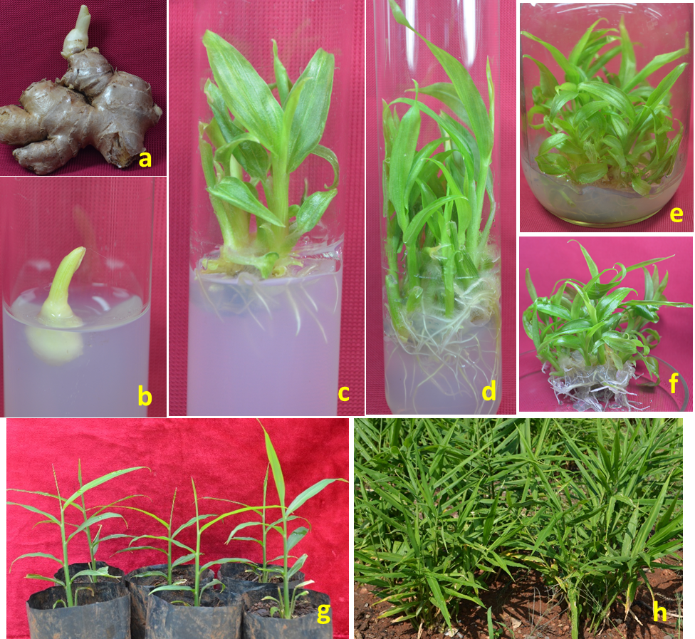 An efficient, rapid and reproducible micropropagation protocol for Ginger (Zingiber officinale L.)