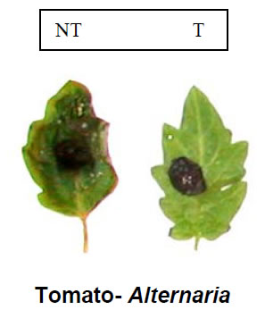 Chitinase