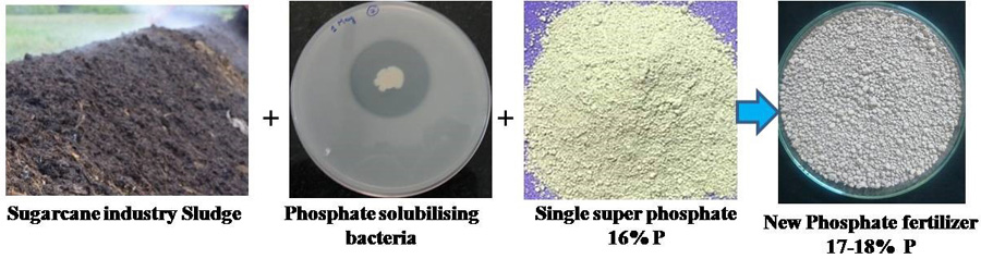 A Process for Development of Phosphorus (P) Fertilizer Formulation from Biosludge