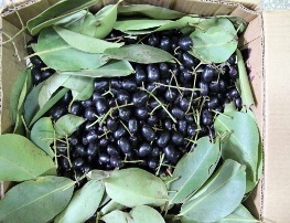 Jamun