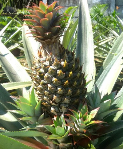 Pineapple