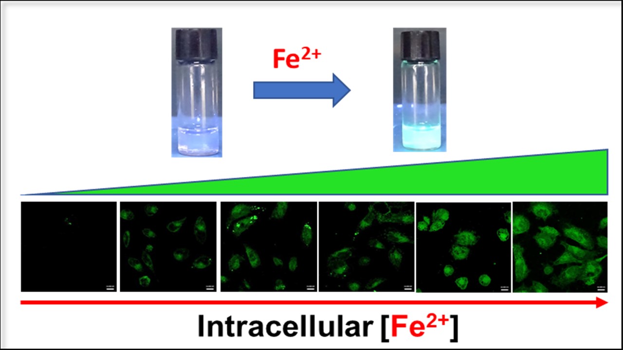 Intracellular Iron (Fe2+)