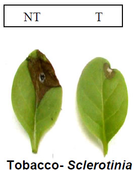 Chitinase1