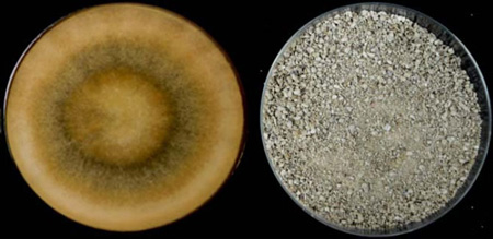 A purely organic, seed dressing bio-fungicide formulation of an improved Trichoderma Virens Mutant Strain